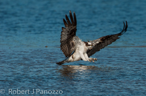 bird sanibel sanibelisland osprey jndingdarlingnwr 100commentgroup