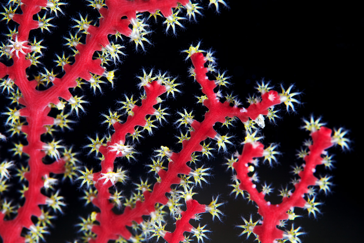 Скелет коралла. Акабария коралл. Коралл шестилучевые кораллы. Коралл красная Акабария. Восьмилучевые кораллы симметрии.