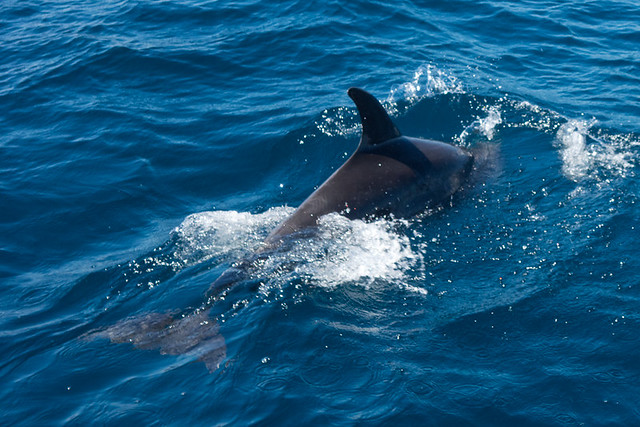Galapagos mammals: Common bottlenose dolphin