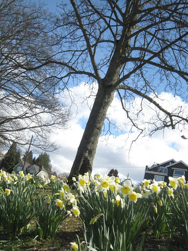 Daffodils at Greenlake Seattle