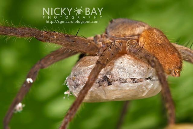 Huntsman Spider (Sparassidae) - DSC_5342