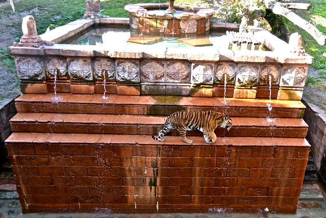 tiger exhibit in the animal kingdom of disney world