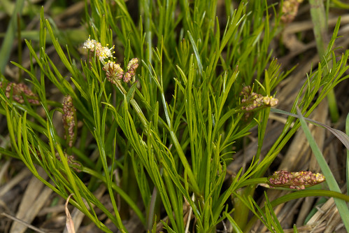 flora organisms apiaceae apiales angiosperms eudicots coreeudicots asterids tauschia penagroup tauschiatenuissimageyerexhookmathiasconstance