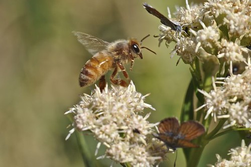 Honey Bee on Seep Willow blooms