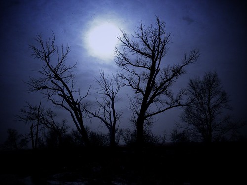 trees moon nature night landscape