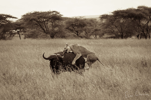 africa travel tanzania buffalo kill wildlife lion safari serengeti explored