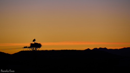 cigüeñas atardecer stork sunset