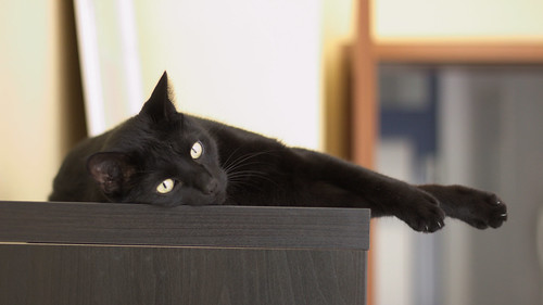 cat black blackcat resting