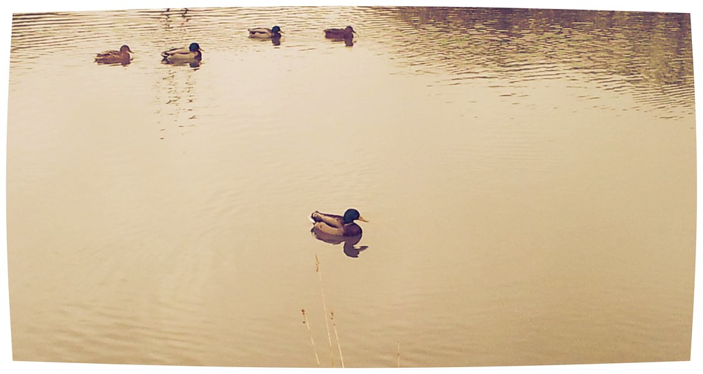 , A good day for Ducks at Neyland Marina (Country Kids)