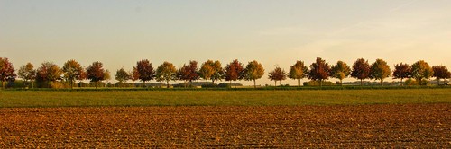 autumn trees panorama fall lines colours dusk bessé