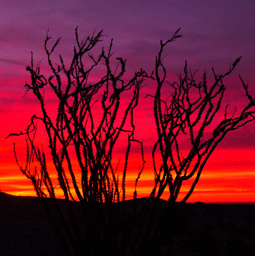 california color sunrise silhouettes ocotillo anzaborregodesertstatepark anzaborregodesert
