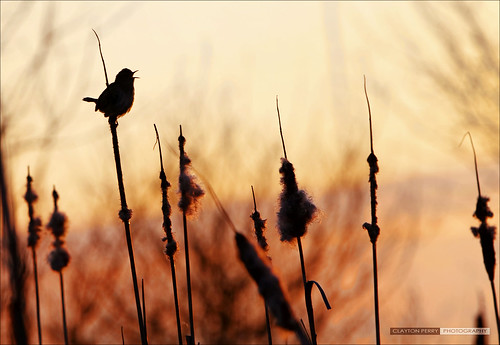 sunset bird vancouver silhouettes richmond