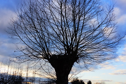 winter sunset france tree nex7