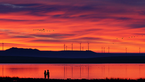 españa sunrise geese spain couple amanecer palencia gansos boadadecampos