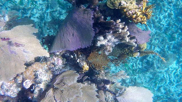 Belize Barrier Reef