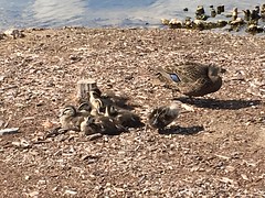 Lake Monger Ducklings