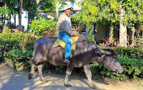 philippines reiter oriental rider visayas waterbuffalo negros philippinen carabao wasserbüffel mabinay