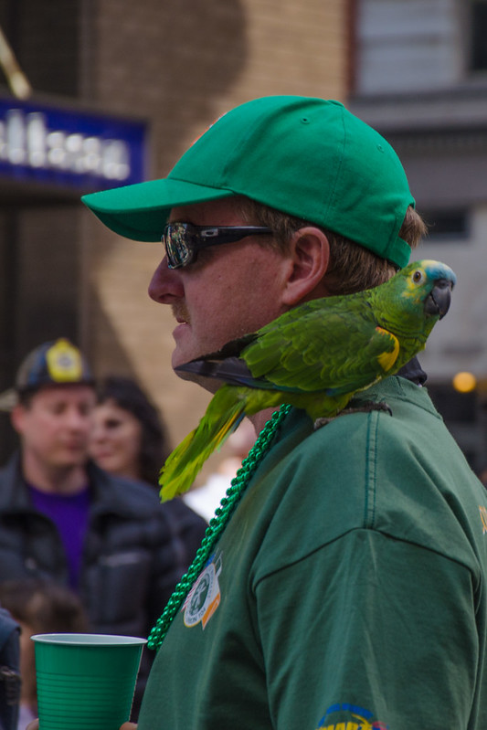 St Patrick's Day Parrot