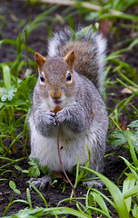 Bury St Edmunds 17-3-2013, Feeding The Squirrels