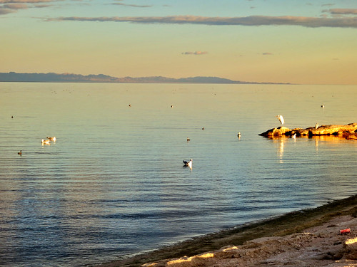 california sunset usa seagulls lake heron water birds december unitedstates thermal saltonsea 2012 saltonseabeach