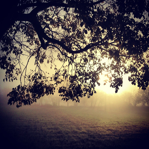 morning tree rural sunrise dawn golden branch bigmomma challengeyouwinner cyunanimous