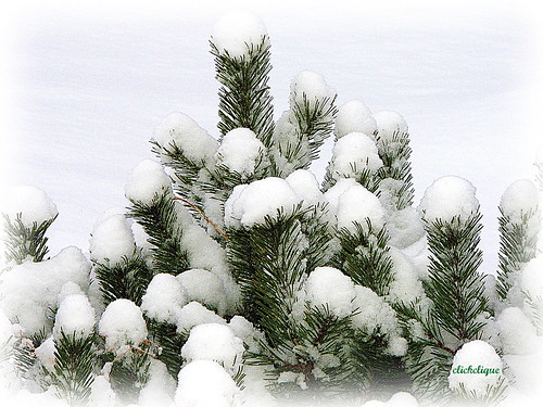 winter white snow tree green pine mugopine mywinners