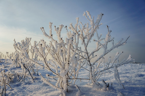 blue winter white snow lund skåne day sweden explore rime bushes