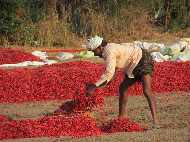Chillies Prices Rising In Guntur Mirchi Yard