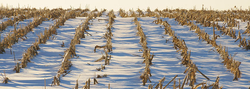 winter field cornfield raw agriculture lowview