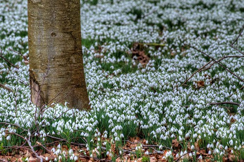 flowers white flower tree spring woods nikon snowdrops february berkshire newbury snowdrop berks galanthus lambourn welfordpark d5100 ebalch