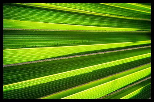 tree berlin closeup germany leaf fuji palm finepix fujifilm blatt garten palme nahaufnahme x10 botanischer palmenblatt