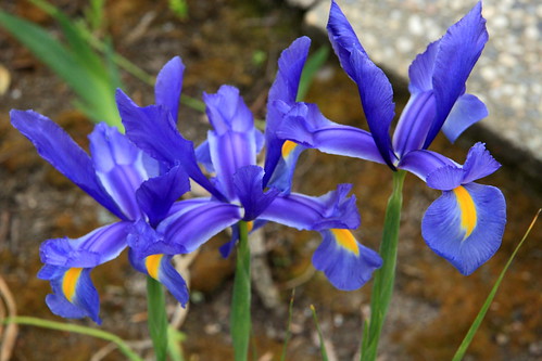 Dutch Iris 1