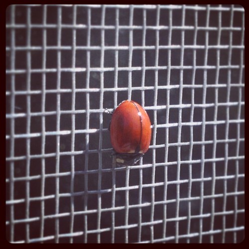 Spotted a spotless ladybug!