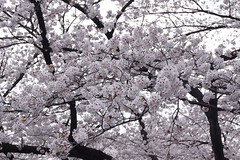 上野公園の桜 2013