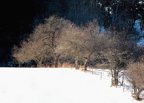 trees winter snow landscape elkcreek edbrodzinsky