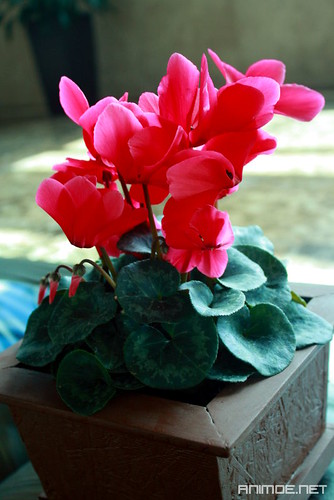 cyclamen Gardening