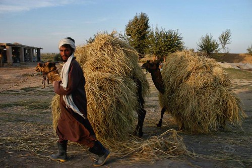 afghanistan animals work evening camel farmer tahar