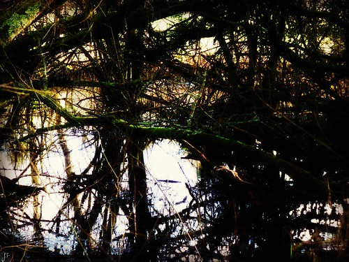 reflection tree water brittany eau bretagne reflet arbre côtesdarmor canalnantesbrest