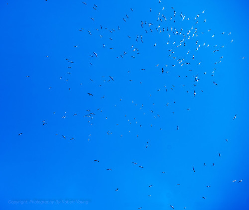 blue sky nikon afternoon gulls sigma friday f28 d800 150mmmacro