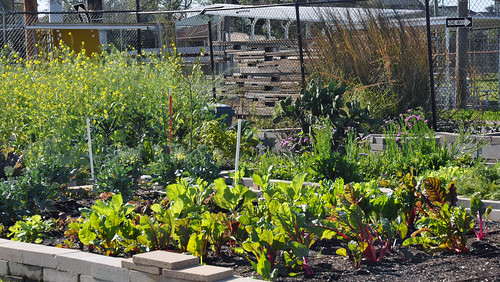 Vegetables growing in raised beds at Hollygrove Market and Farm (HGMF) in New Orleans, LA