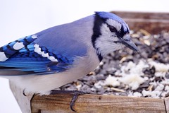 66/365: Blue Jay (Cyanocitta cristata)