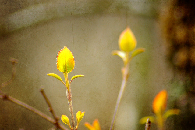 Leaves, Sprout, Leave, New Growth, Texture, Pops Digital, Bill Pevlor, Spring, Yellow