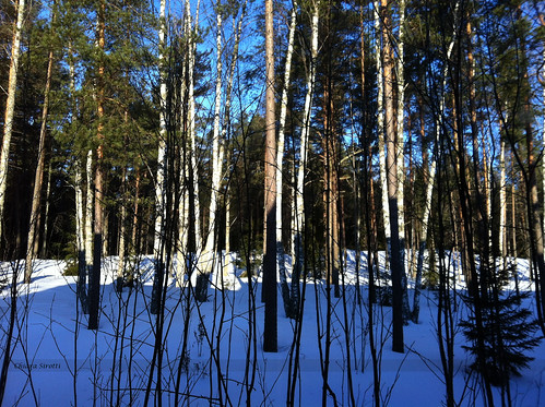 morning blue trees winter sky sun white snow cold tree forest finland helsinki sunny day74 iphone kirkkonummi iphoneography day74365 3652013 chiarasirotti 365the2013edition 15mar13
