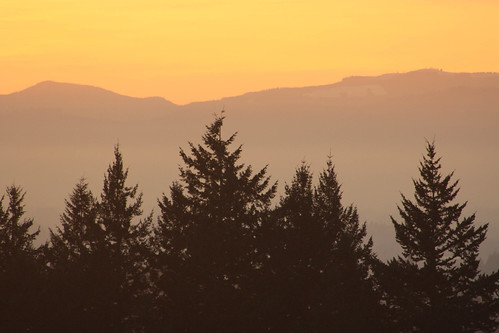 sunset fog portland day pdx portlandor portlandoregon conifers