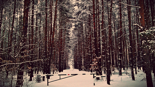 trees winter forest gate path running