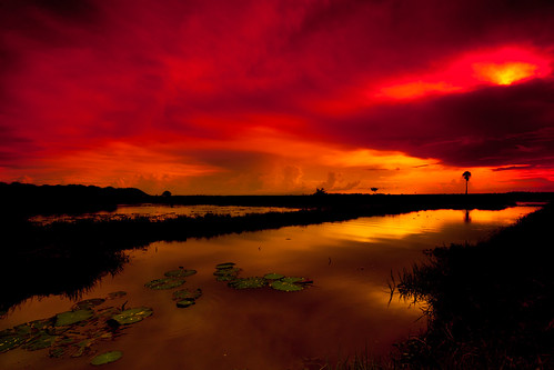 sunset red sea orange sun tree green water clouds cambodia rice palm step lillies siemreap padd