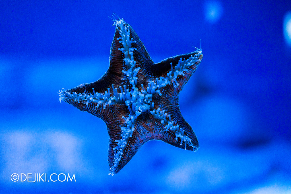 S.E.A. Aquarium - Star in blue