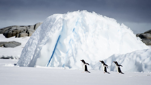 blue snow ice walking penguins three sunny antarctica iceberg petermannisland catalinmarin momentaryawecom