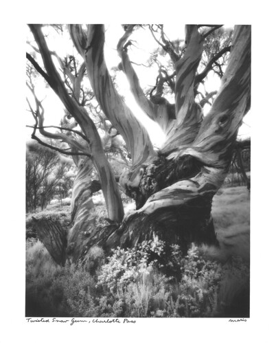 tree film australia photograph 4x5 f56 twisted largeformat schneider snowgum charlottepass 75mm efke superangulon tachihara gelatinsilver ultrafine ir820 45gf ir680t