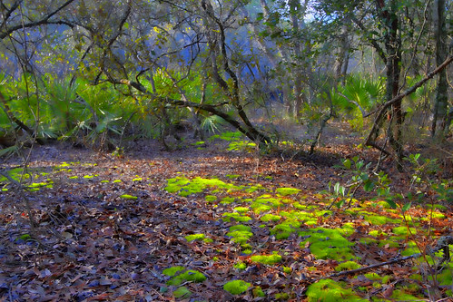 painterly nature river georgia landscape riverbank hdr wetland groveland photopainting liveoaks bryancounty canoochee canoocheeriver topazsimplify